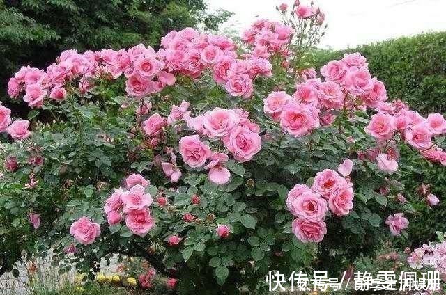 九里香|这两种花再贵也要舍得栽2株,一种适合在室内,一种适合在室外!