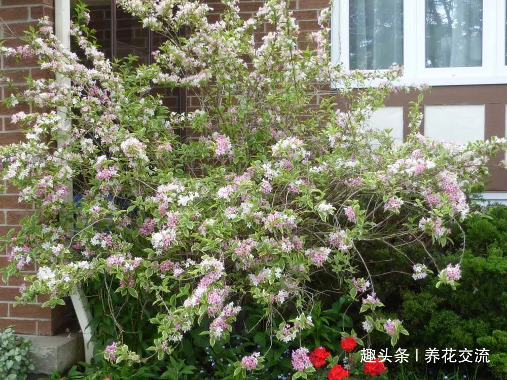 极其耐寒的锦带花，在东北和西北寒冷的地方能养很好，花开特旺盛