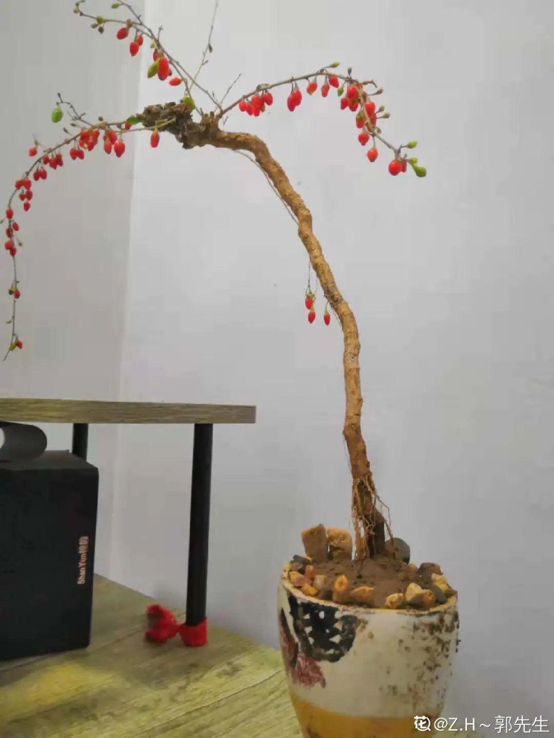 爷爷的破茶壶,全被我拿来养花,省下大笔花盆钱!