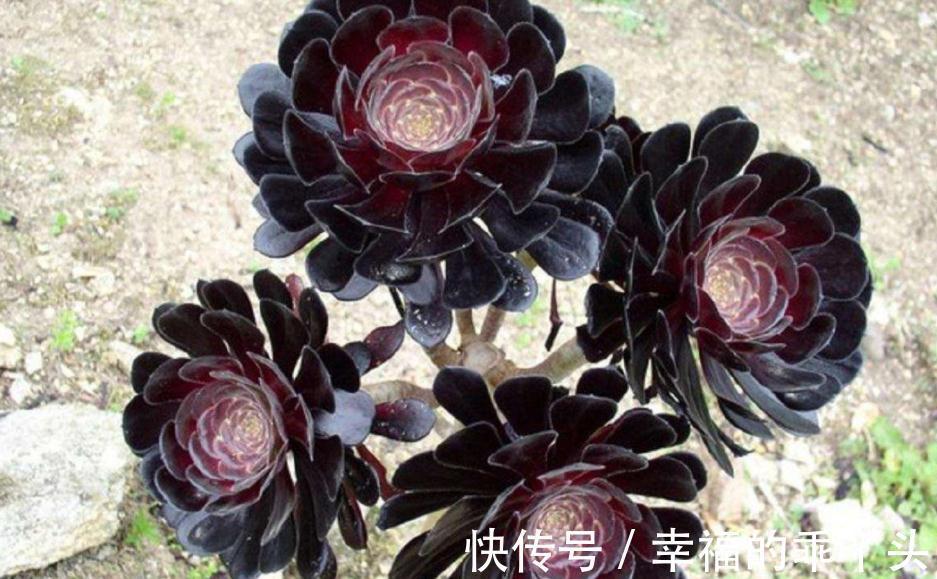 养殖老桩多肉法师,天冷小心这4点,新芽蹭蹭窜