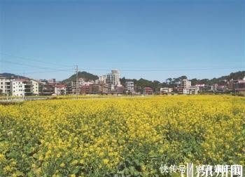 中年|泉州:一城繁花开画卷 出门踏青赏花正当时
