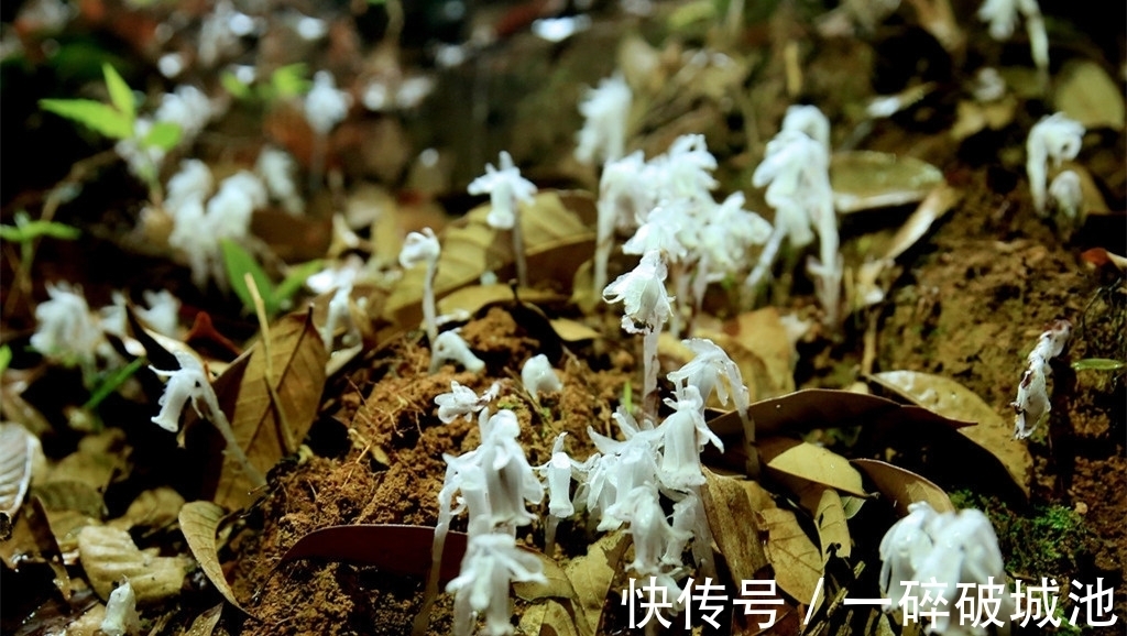 专家|村民野外看见这种花不淡定了，掉头就跑，专家：你太幸运了