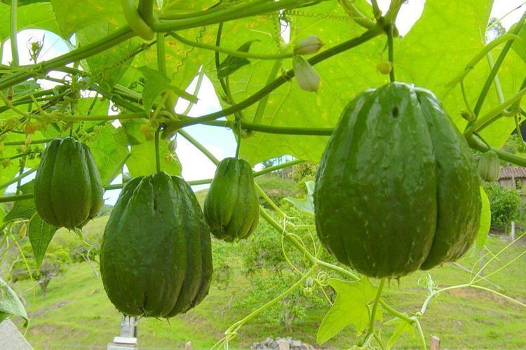 茄子|爱美女性不妨多吃3种食物，补充营养、延缓衰老，身体棒棒哒！