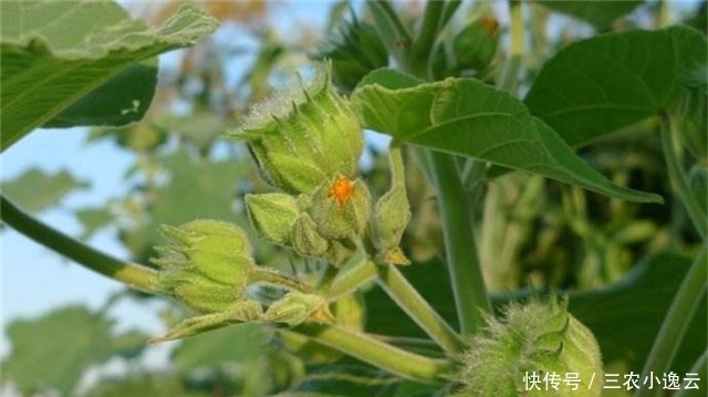  这个野生植物，经济价值非常高，如果你家乡有请珍惜