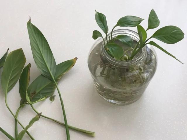 叶子|嫌花长的丑,趁现在砍头,满盆都是新叶子!