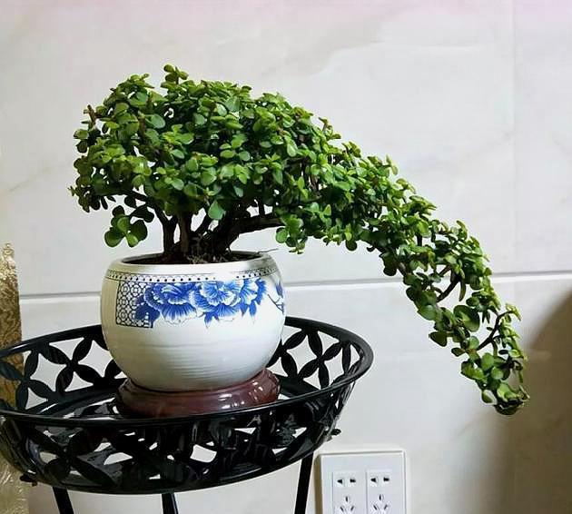 盆栽金枝玉叶，3个“小动作”，叶片饱满有光泽，轻松变成美盆景