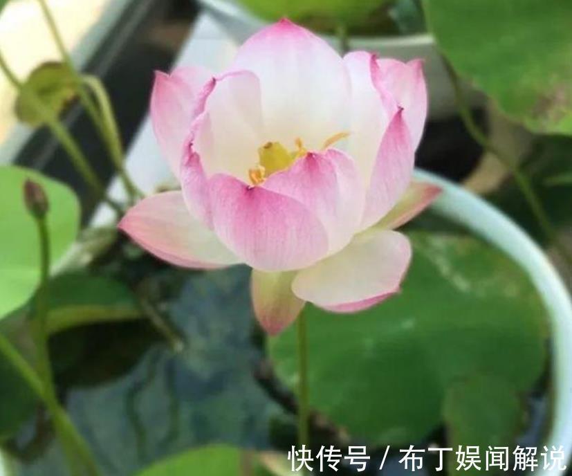 4种花是“花卉中的劳模”,一开就是300多天,新手懒人都喜欢