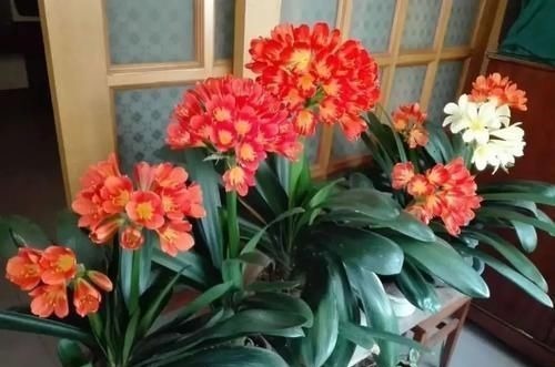 君子兰还不抽箭?“戴个帽子”最好使,坚持20天,开花太容易