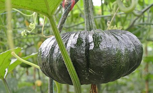 好处|吃南瓜好处多多，但南瓜不能和两种食物同食，告诉身边的人