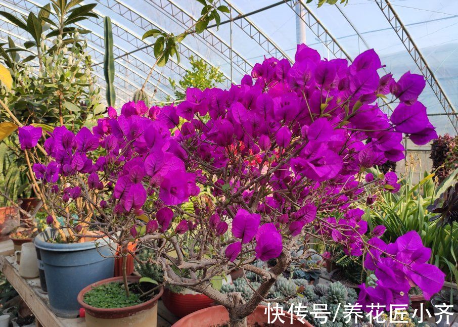 磷酸二氢钾|春季养三角梅，紧跟“3步”操作，呼呼冒花芽，无叶挤满花