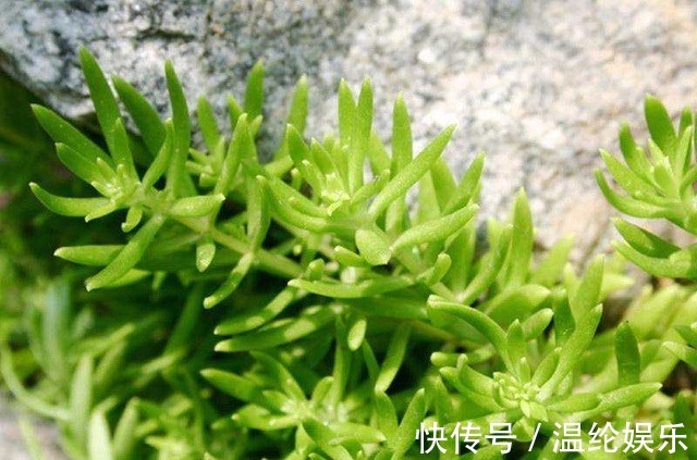 如此可爱的多肉，像葡萄，像观音座，超好养，盆栽爆盆，满屋飘香