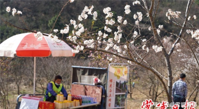 老年|春色撩人，临澧太浮山漫山樱花怒放美景“霸屏”