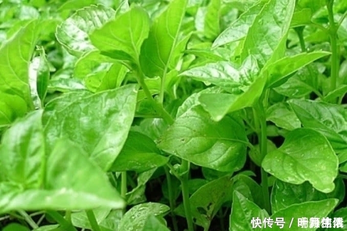 告知删除|这种野菜在农村很常见，日本人开价一斤30元都不卖，你们吃过吗