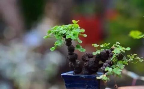 让人头疼的三叶草,这3种养法,就会让人羡慕!