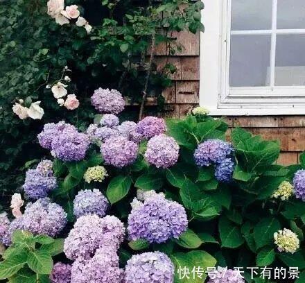 种花|有个院子别只会养月季花,种下3种花,皮实好养开花旺,做法高