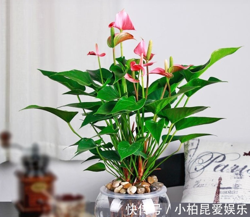 粉掌|家种粉掌总是无精打采?知道花卉的这些特点,保管粉掌漂亮健康