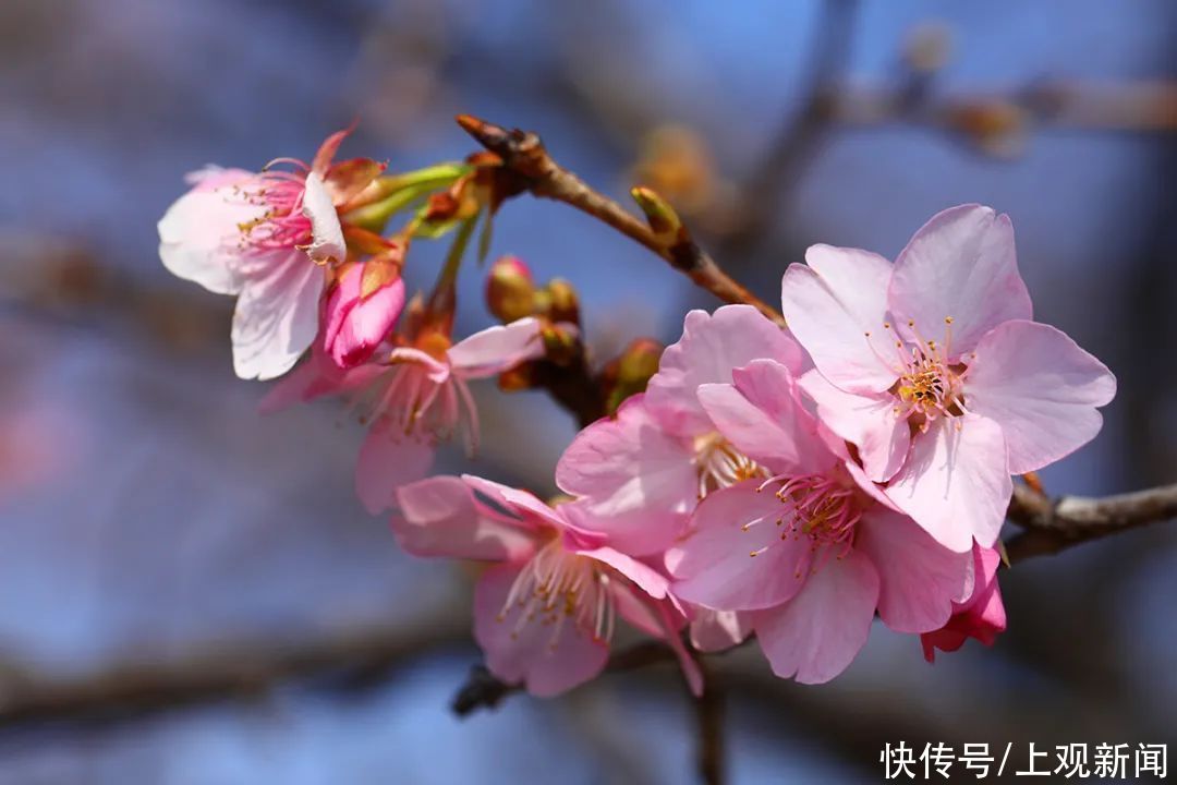 说出来你可别不信，松江这里的樱花已经开了