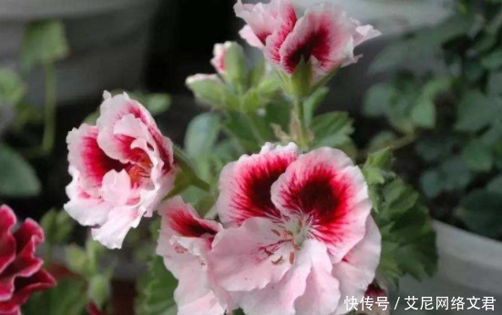 4种被“勤快人”养死的花,最怕勤浇水,养开花的秘诀:管住手