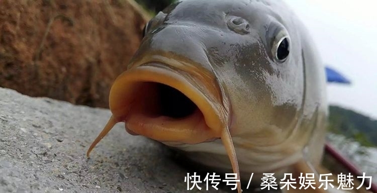 鱼口|深秋钓鲤，灵活使用这两个调漂思路，擒获大鲤，易如反掌