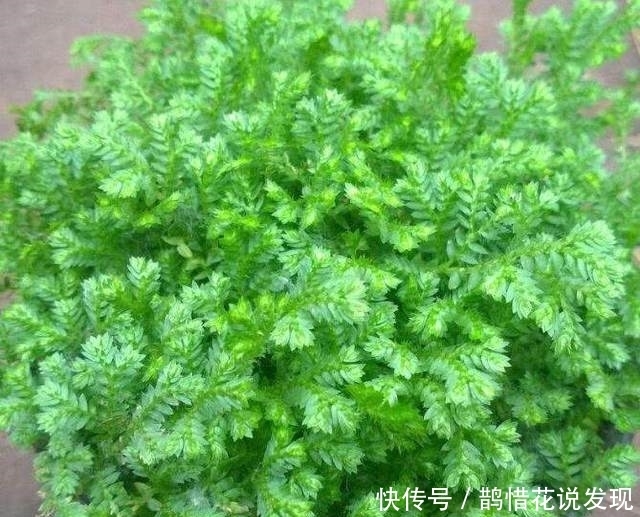 盆栽|婆婆将盆栽绿植当菜吃,品尝了一口后,我瞬间崩溃了