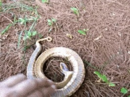 |搞笑GIF: 这样的新娘要不得 客人刚新娘就原形毕露了