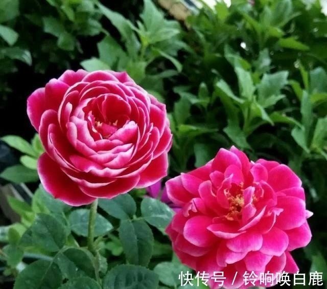 20款耐阴月季推荐,光线不充足也可以养好月季啦,花友鼎力推荐哟!