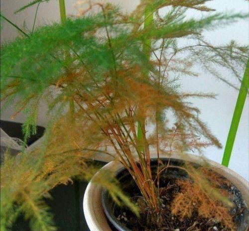  黄叶|文竹冬天做好这几件事，避免黄叶，长势茂盛，枝叶青翠