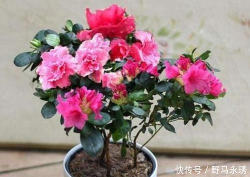 4种“女王花”,美出新天地,高端大气上档次,谁养谁喜欢