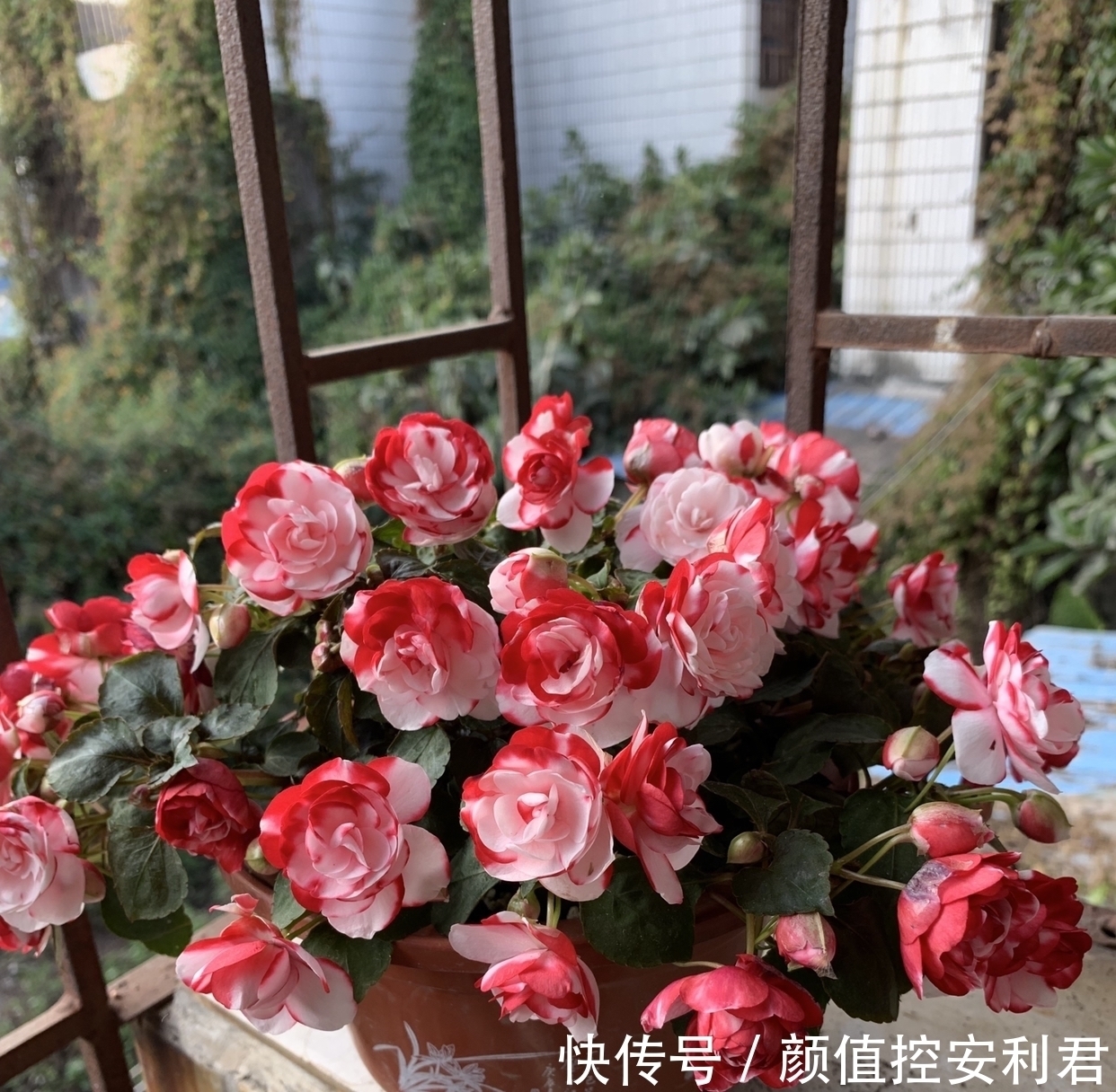 6种“仙气花”,美丽又动人,家里养一盆,就像捡到“大宝贝”