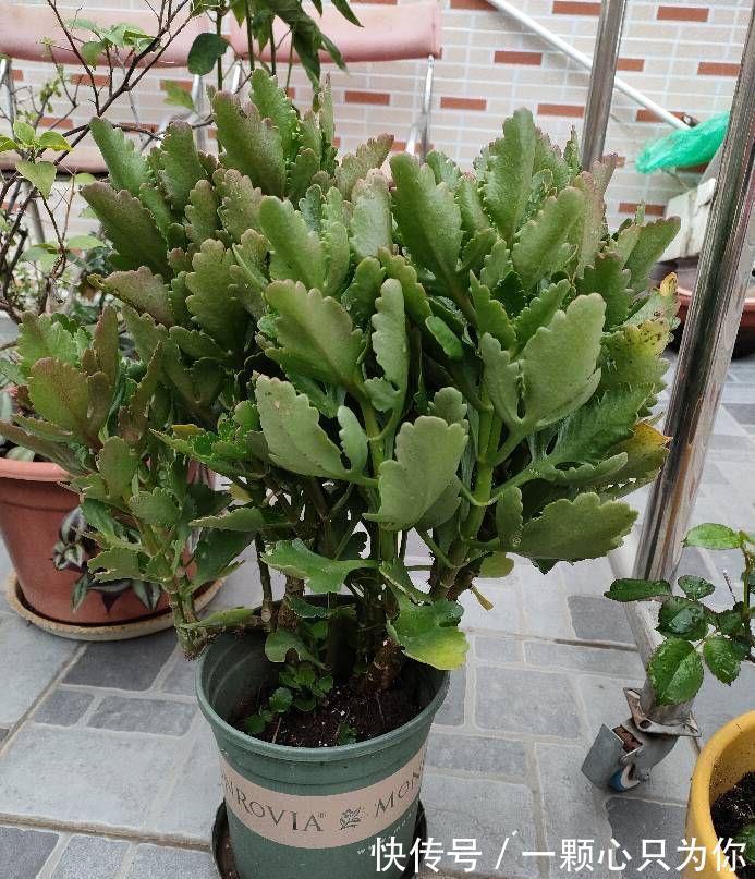 长寿花开成“大花球”,是怎样“炼成的”?5个小技巧,照做就行