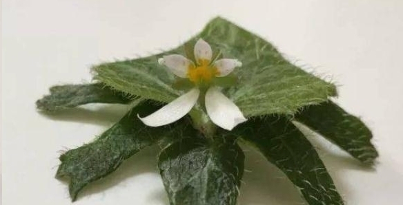 折纸|日本女网友凭借折纸裁剪手艺，将花草变成治愈人心的作品走红网络