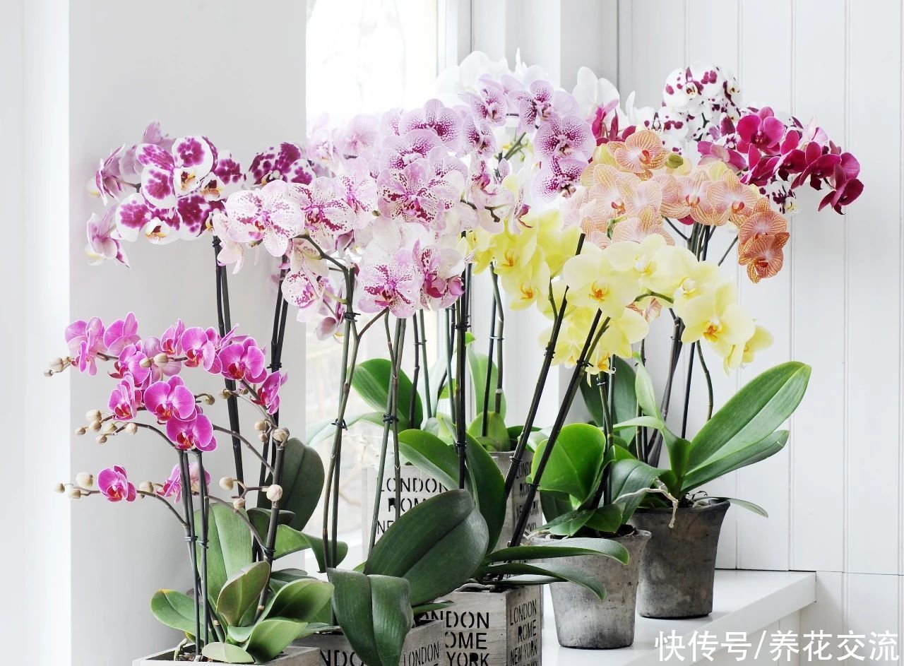 冬季买花“坑”很多，做好这几点，少吃亏，少上当