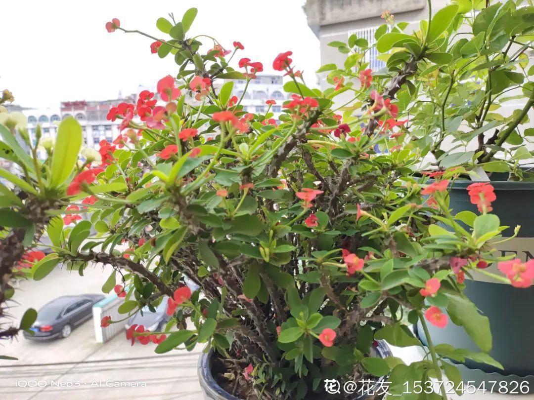 叶子|家里养棵“丑八怪”,霸气镇宅,越养越爱