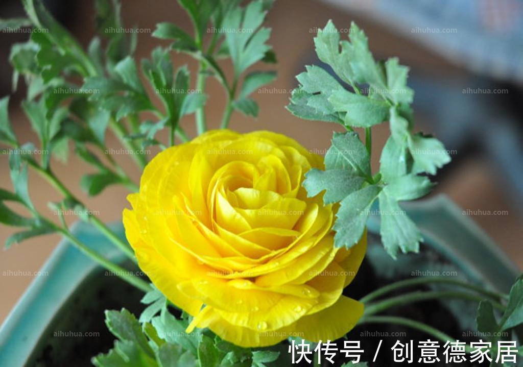 芹叶牡丹|养花试试这几款，青翠的叶片下摇荡生姿，真是人见人爱的花草植物