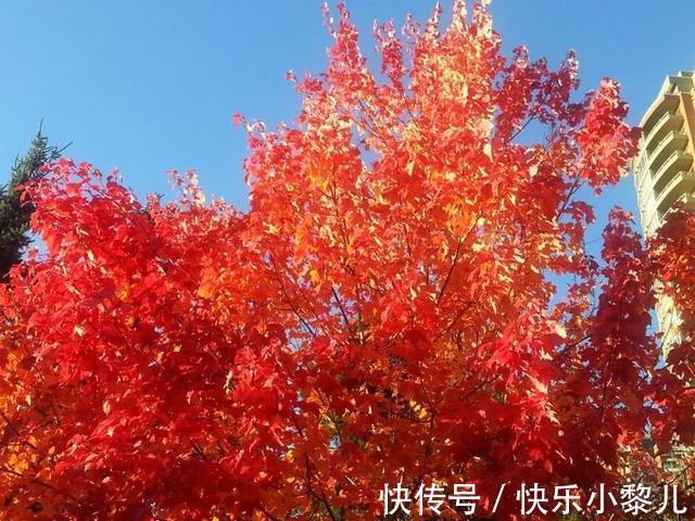 水瓶|2月下旬，桃花成双，良缘惹人醉的4大星座：郎情妾意喜相逢