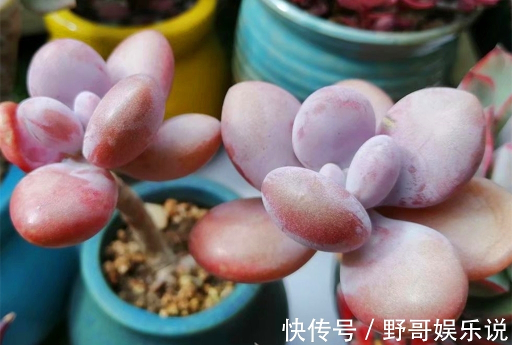春天|多肉别名太多，一不小心就买重复，防不胜防，只能多学习点知识