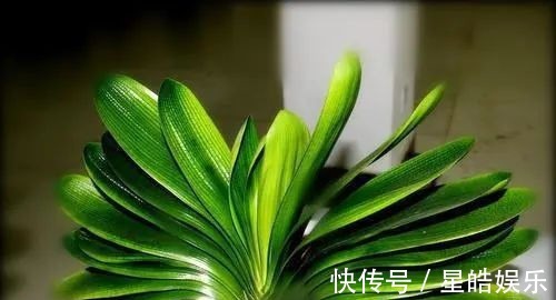 君子兰长势差,都怪盆底没有养花肥,两种料加进去呼呼长新叶开花