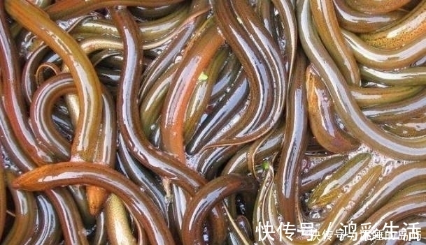 黄鳝鱼|血糖高患者别担心,多吃这3种食物食物,稳定血糖更健康!