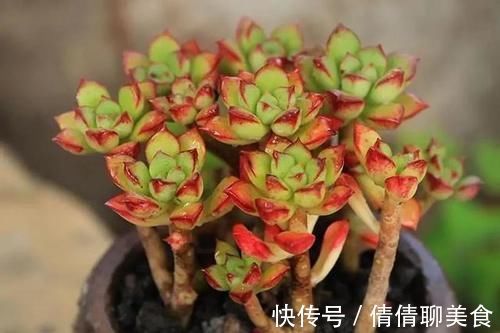 叶片|5种直立性很强的多肉，轻松养出精致漂亮的直立桩，别有一番韵味