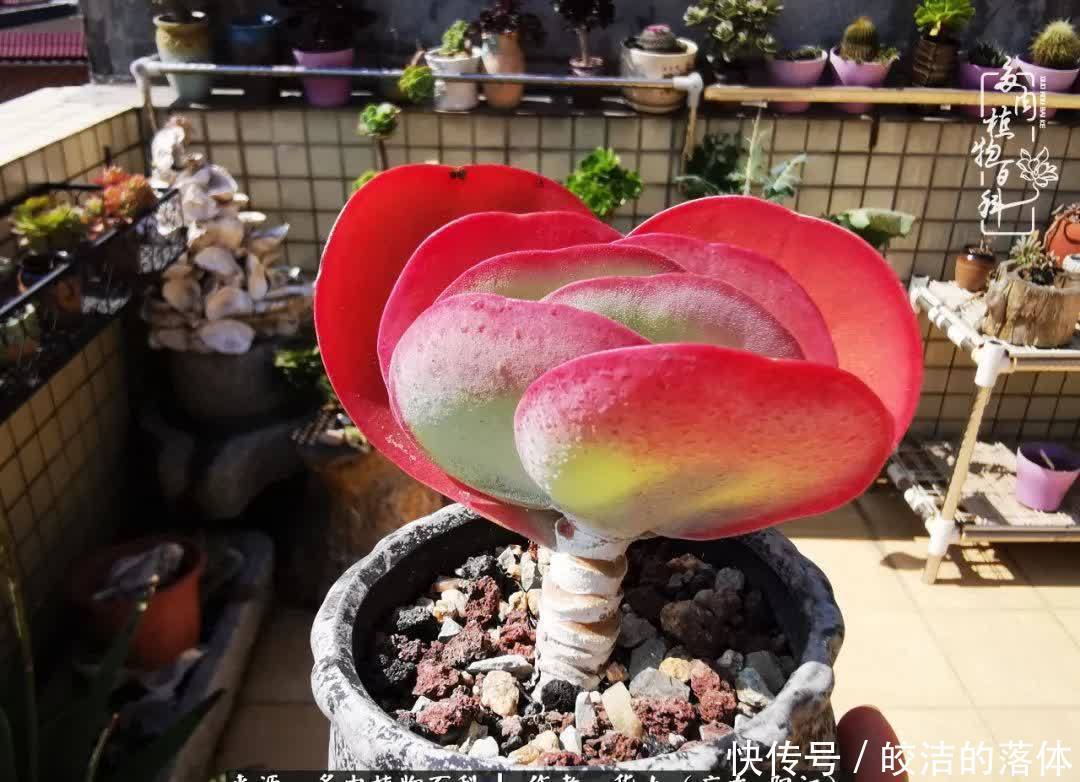 广东的冬天是多肉的春天,时间是最好的魔法师!