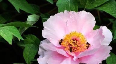 郁金裙!李商隐的名作,吟诵牡丹而不着一字牡丹,却一气鼓荡,更令人遐想