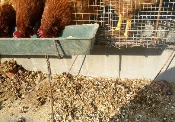 给花浇点“开花水”，花苞全都冒出来，比激素还管用！