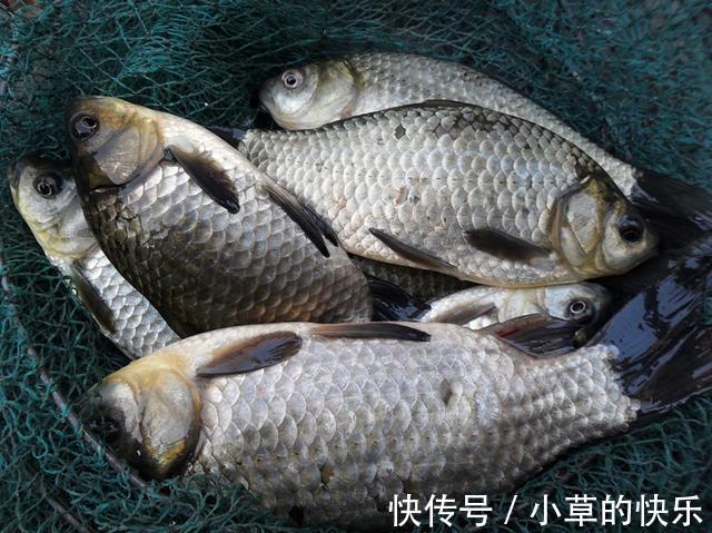 亚硝酸盐|5种鱼或含甲醛和重金属,建议少吃为好,不妨看看有你爱吃的吗?