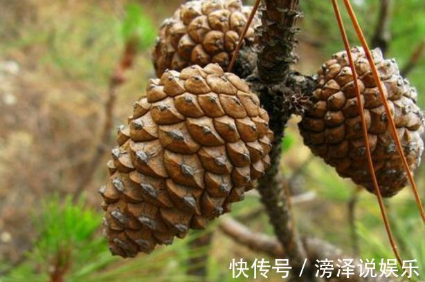 多肉|养多肉、蟹爪兰、君子兰,用它就能根固叶茂,远离烂根困扰