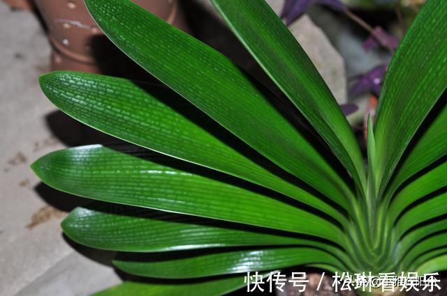 植株|养君子兰，一片叶也别剪，否则一朵花也不开，叶片越多越开花