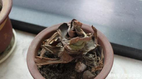 阳台|这几种花远离阳台,温度一高就晒黄叶,一时半会无法返青