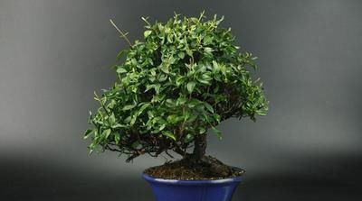 红豆杉|号称“养不死”的盆栽净化空气又养眼,手残党也能轻松养活