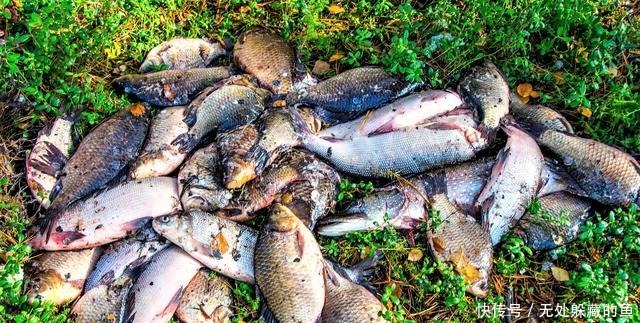 翻倍|夏季天热大鱼都躲在哪里找准几处鱼道野钓,渔获量翻倍!