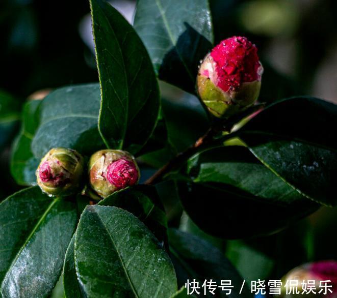 茶花|秋天养茶花，牢记四个“不”，花苞变大快，看着就开心