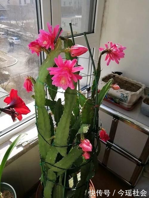 植物|养了5年的蟹爪兰,原来是个“假货”,看看你家的是什么?